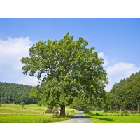 Ясень Обыкновенный (40-60 см)